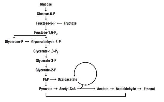 Complexity of pathways arising from the anaerobic fermentation cycle